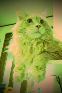 �T����