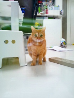 ���̊O���猩����r�r�钃��